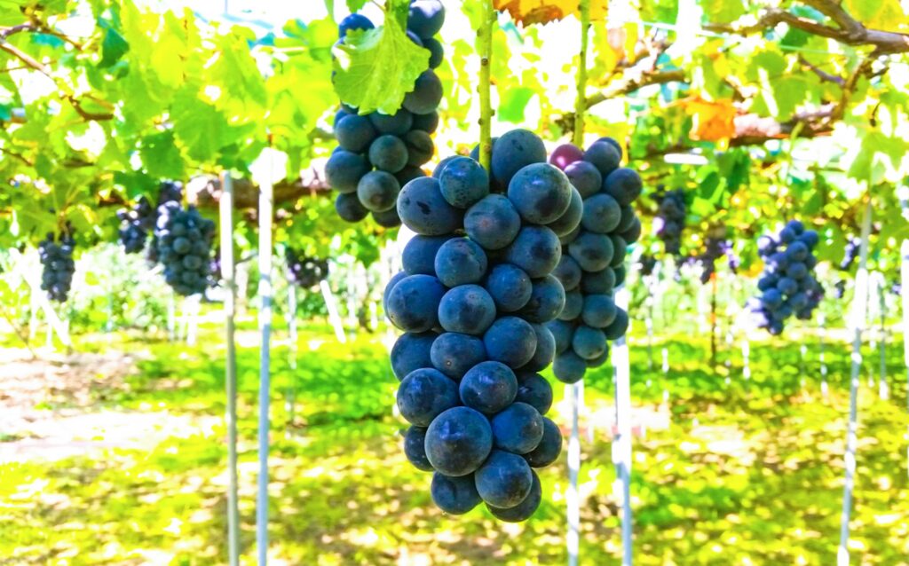 ブドウ