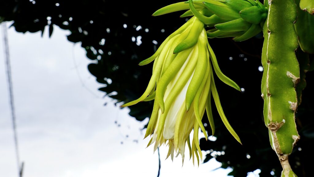 ドラゴンフルーツ