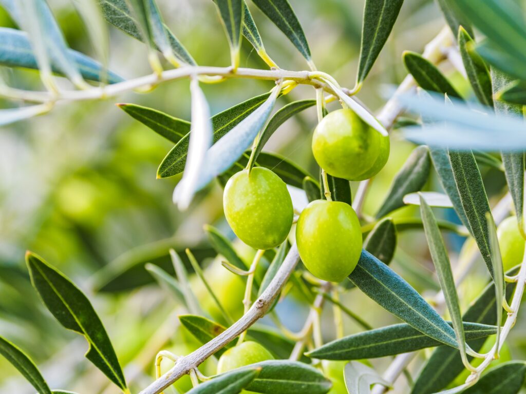 オリーブ