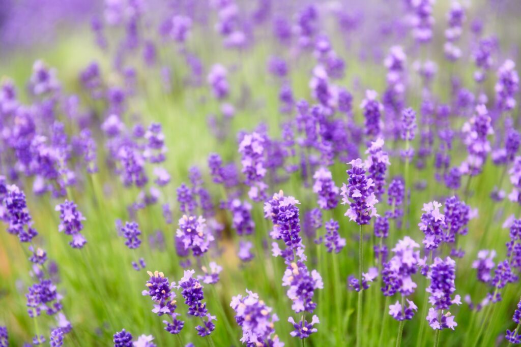ラベンダー